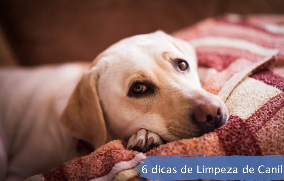 6 DICAS DE LIMPEZA DE CANIL